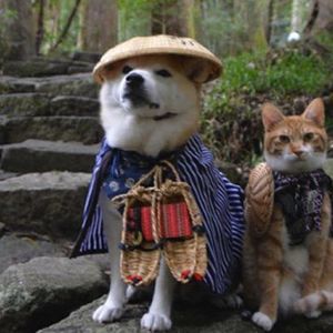 Meet your Posher, Angel